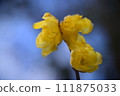 蠟李子 111875033