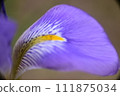 藍色的花 111875034