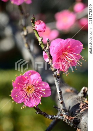 Blue sky and red flower in full bloom Blue sky and red flower in full bloom 111875299