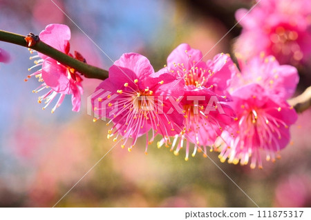 Blue sky and red flower in full bloom 111875317