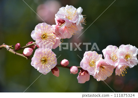 Blue sky and red flower in full bloom 111875324