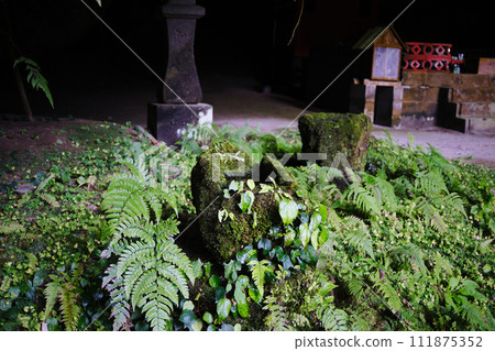 Plants that grow in Kurokawa Cave 111875352