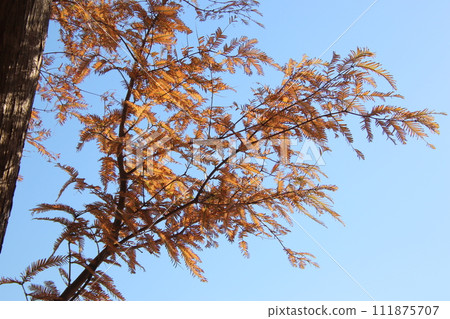 福岡縣築城町梅瀨之森 福岡縣築城町梅瀨之森 111875707