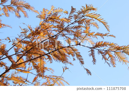 福岡縣築城町梅瀨之森 福岡縣築城町梅瀨之森 111875708