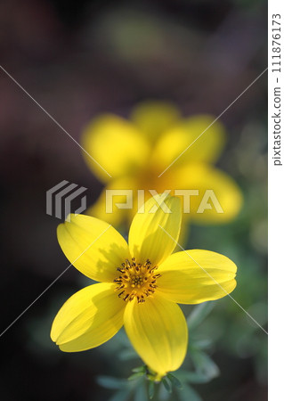 idence花 idence花 111876173