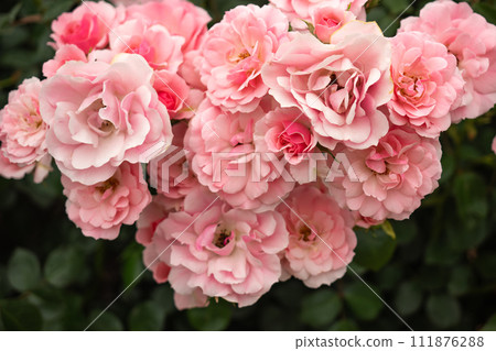 粉紅色的玫瑰 111876288