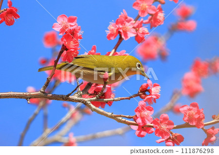 吸吮紅梅秘密的繡眼鳥“紅千鳥” 111876298
