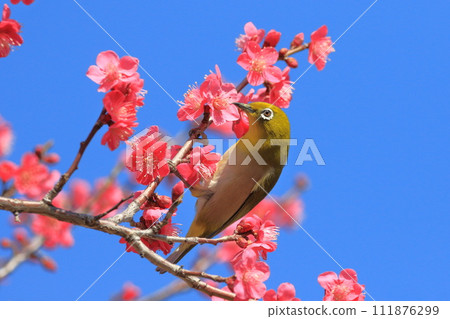 吸吮紅梅秘密的繡眼鳥“紅千鳥” 111876299