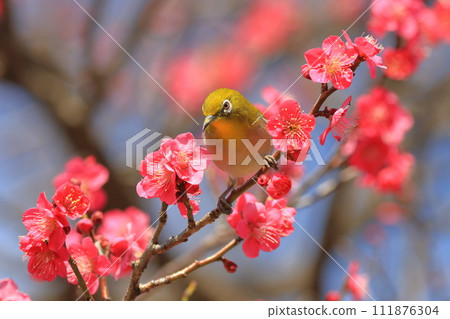 A white-eye sucking the secret of the red plum "Beni Chidori" 111876304