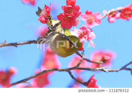吸吮紅梅秘密的繡眼鳥“紅千鳥” 111876312