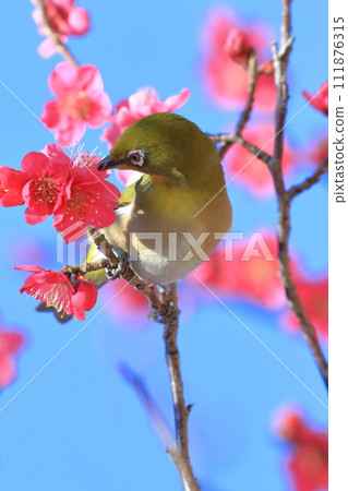 吸吮紅梅秘密的繡眼鳥“紅千鳥” 111876315