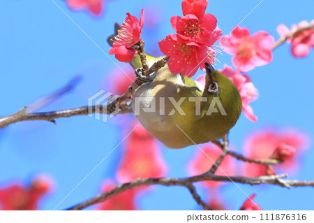 吸吮紅梅秘密的繡眼鳥“紅千鳥” 吸吮紅梅秘密的繡眼鳥“紅千鳥” 111876316