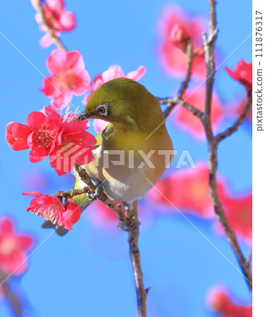 吸吮紅梅秘密的繡眼鳥“紅千鳥” 吸吮紅梅秘密的繡眼鳥“紅千鳥” 111876317