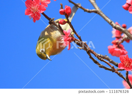 A white-eye sucking the secret of the red plum "Beni Chidori" A white-eye sucking the secret of the red plum "Beni Chidori" 111876326