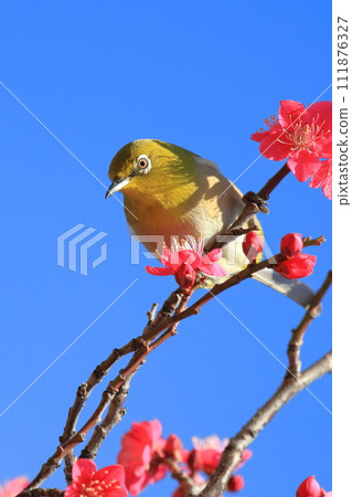 A white-eye sucking the secret of the red plum "Beni Chidori" 111876327