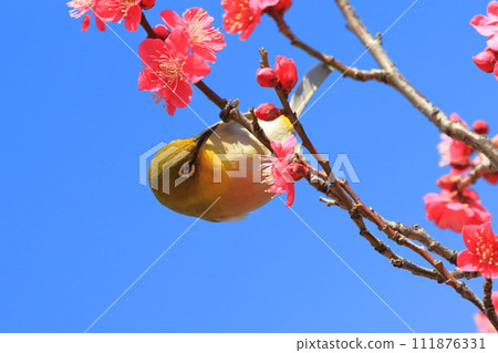 A white-eye sucking the secret of the red plum "Beni Chidori" 111876331