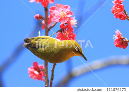 A white-eye sucking the secret of the red plum "Beni Chidori" A white-eye sucking the secret of the red plum "Beni Chidori" 111876375