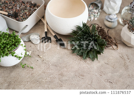 Aloe Aristata house plant rooted cutting for planting on a table indoors 111876537