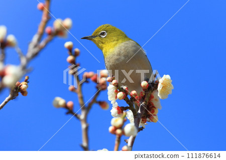 A white-eye sucking nectar from the white plum "Shirakaga" 111876614