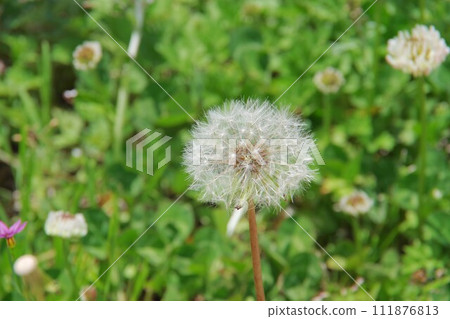 蒲公英的絨毛 111876813