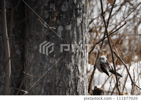 仲冬天空中可愛的長尾山雀 111877020