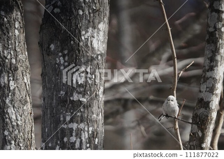 仲冬天空中可愛的長尾山雀 111877022