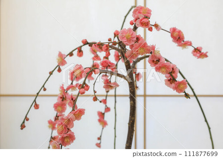 Zashiki Ume 111877699