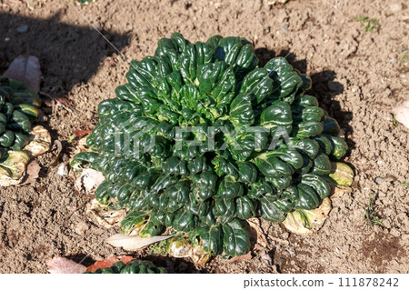 Taasai, one of the winter vegetables [Cruciferous] 111878242