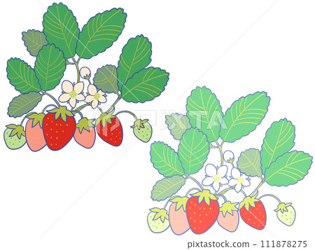Strawberry seedling illustration 111878275