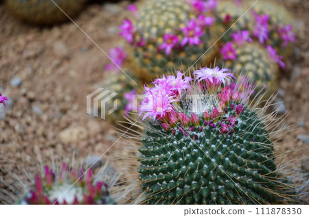 仙人掌花 111878330