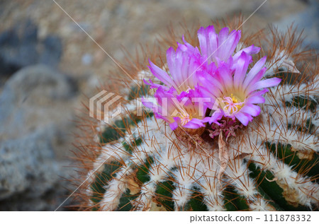 Cactus flower 111878332