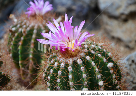 仙人掌花 111878333