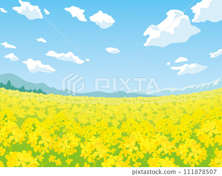 油菜田 油菜田 111878507