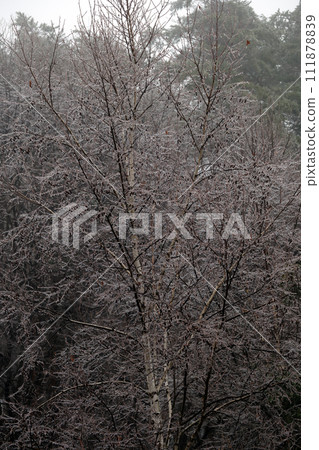 Ice cubes adhering to tree branches 111878839