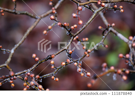Ice cubes adhering to tree branches 111878840