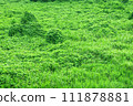 Earth covered with dense vegetation 111878881