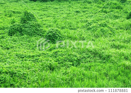 地球被茂密的植被覆蓋 111878881