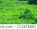 Earth covered with dense vegetation 111878882