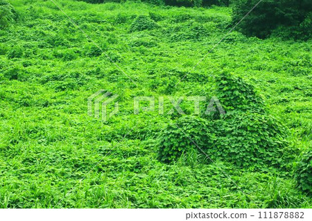 地球被茂密的植被覆蓋 111878882