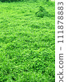 Earth covered with dense vegetation 111878883