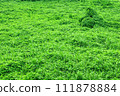 Earth covered with dense vegetation 111878884