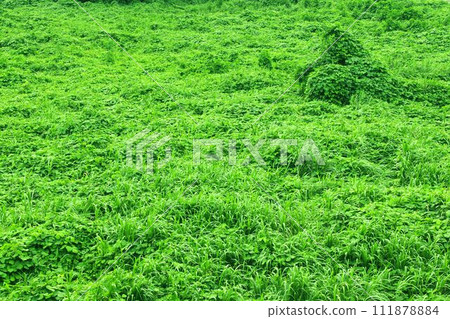地球被茂密的植被覆蓋 111878884
