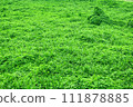 Earth covered with dense vegetation 111878885
