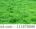Earth covered with dense vegetation 111878886