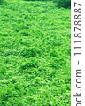 Earth covered with dense vegetation 111878887