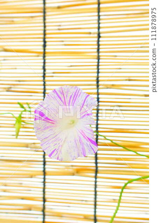 Morning glory morning glory morning glory Morning glory morning glory morning glory 111878975
