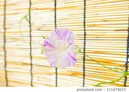 牽牛花牽牛花牽牛花 111879015