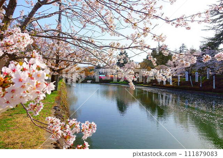 Cherry blossoms in full bloom, Hanaikada, Matsugasaki Park, Sakura, Yoshino cherry blossoms 111879083