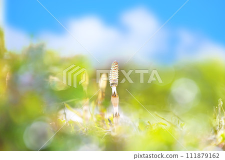 Tsukushi Tsukushi 111879162