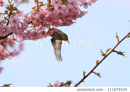 Meal with cherry honey Meal with cherry honey 111879329